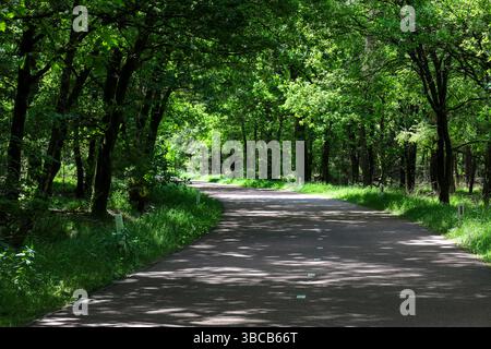 A bike path that runs through the forest Stock Photo