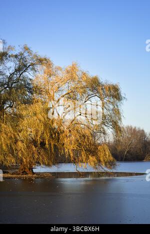 Willow tree in autumn hanging over a lake Stock Photo