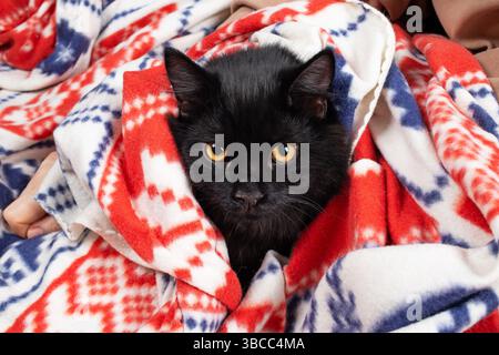 Portrait of a young black cat peeking out from under a blanket. Stock Photo
