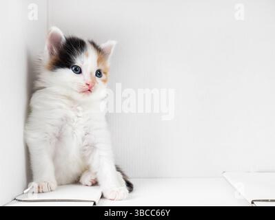 Tortoiseshell kitten sits in the corner of a white cardboard box. Copy space for text. Stock Photo