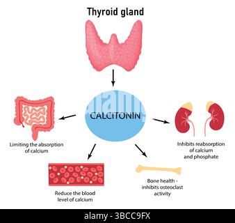 Calcitonin Function in the Human Body. Regulation of Calcium Levels Medical Diagram or Medical Vector Illustration Stock Vector