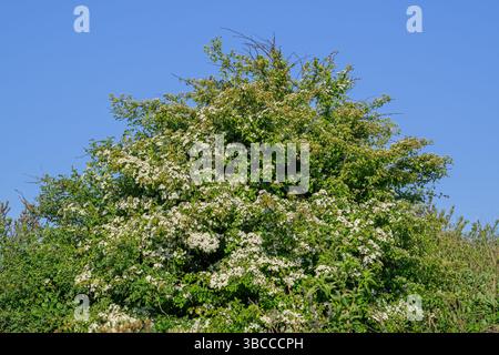Blooming common hawthorn / whitethorn / one-seed hawthorn / single-seeded hawthorn (Crataegus monogyna) showing white hermaphrodite flowers in spring Stock Photo