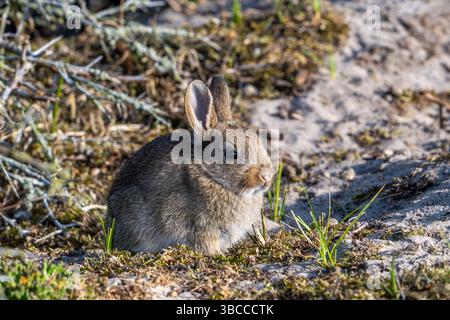 European rabbit; common rabbit; young; rabbit; rabbits; Oryctolagus cuniculus; European rabbits; common rabbits; juvenile; juveniles; kit; kits; kitte Stock Photo