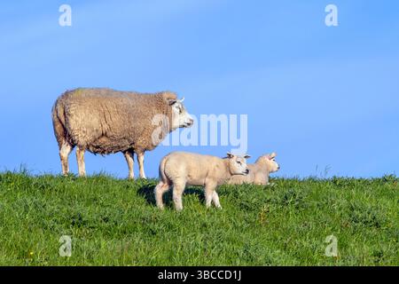 Texelaar ewe with two lambs grazing grass on dyke, white breed of sheep on the island Texel, West Frisian Islands, North Holland, the Netherlands Stock Photo