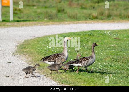 Greylag goose / graylag geese (Anser anser) family with three goslings crossing path in spring Stock Photo