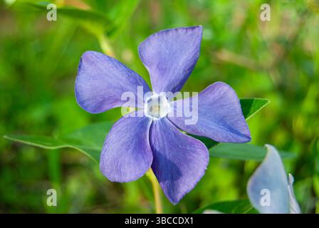 Trailing periwinkle vine showcasing vibrant lavender-blue blooms, ideal for ground cover or cascading planters. Stock Photo