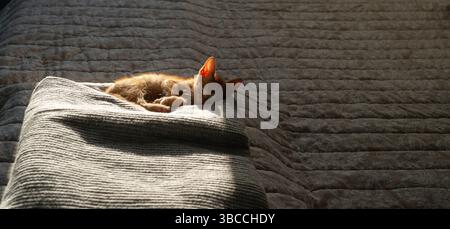 Charming orange kitten, partially sunlit from behind, relaxing and sleeping on a blanket on a bed in a bedroom Stock Photo