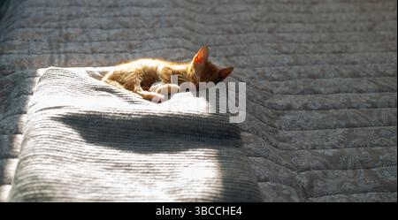 Charming orange kitten, partially sunlit from behind, relaxing and sleeping on a blanket on a bed in a bedroom Stock Photo