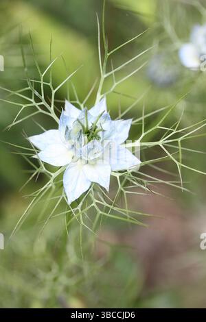 Delicate Nigella bloom framed by fine green foliage Stock Photo