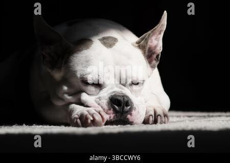 A white and brown bulldog is peacefully sleeping on a white carpet, bathed in sunlight. Stock Photo