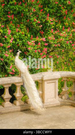 White female peacock perched on ornate stone balustrade against backdrop of red flowering bougainvillea in Jardim Botânico da Ajuda, Lisbon Stock Photo