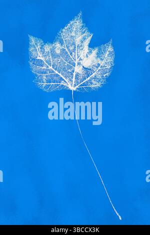 Cyanotype print of a maple leaf skeleton on a blue background, showcasing the delicate venation and organic form. Stock Photo