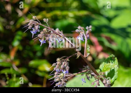 Close up of early flowering borage (trachystemon orientalis) flowers in bloom Stock Photo