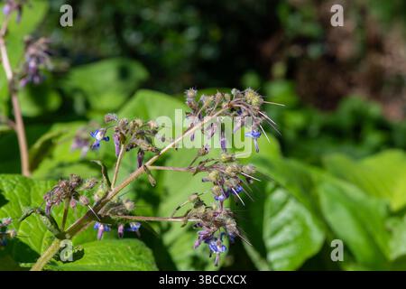 Close up of early flowering borage (trachystemon orientalis) flowers in bloom Stock Photo