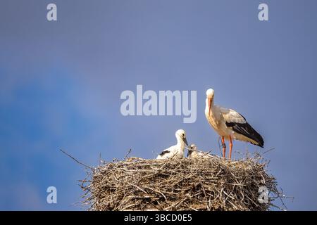 white stork with chicks in its nest Stock Photo