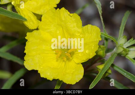 Yellow Sundrops, Oenothera serrulata Stock Photo