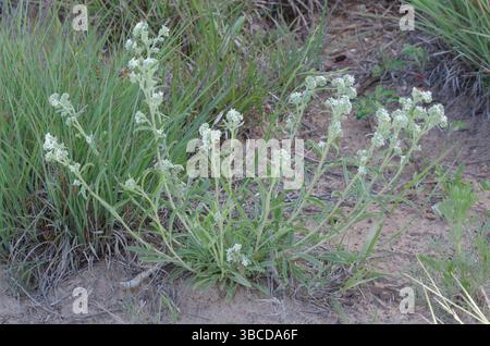 James' Cryptantha, Cryptantha cinerea Stock Photo