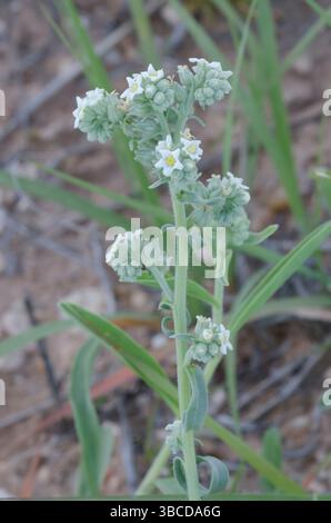 James' Cryptantha, Cryptantha cinerea Stock Photo