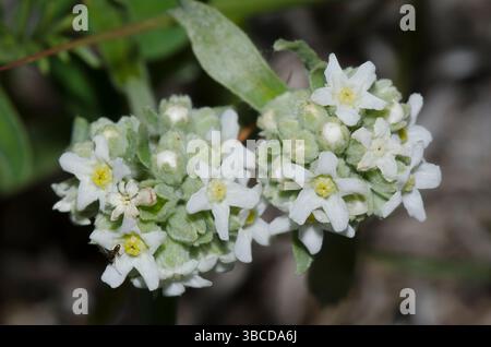 James' Cryptantha, Cryptantha cinerea Stock Photo