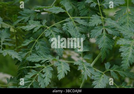 Poison Hemlock, Conium maculatum, leaves Stock Photo