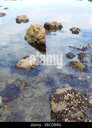 A close up photo of rocks in water covered in small shells in a tide area in western Washington. Stock Photo