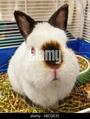 San Francisco, California, United States – April 16 2025: A white rabbit with dark nose sits in a pen with hay and food at a public animal shelter. Stock Photo