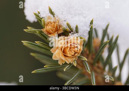 a macro closeup bunch of small growing cones growing on a branch of a Christmas tree with needles covered with snow Stock Photo