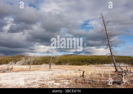 Dramatic sky over a geothermal basin in Yellowstone National Park, with dead trees, steam vents, and distant forest under dynamic clouds Stock Photo