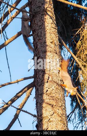 Two squirrels with fluffy tails on the trunk of an old tree. Two Red squirrels chasing each other around a tree. Red squirrels play with each other. Stock Photo