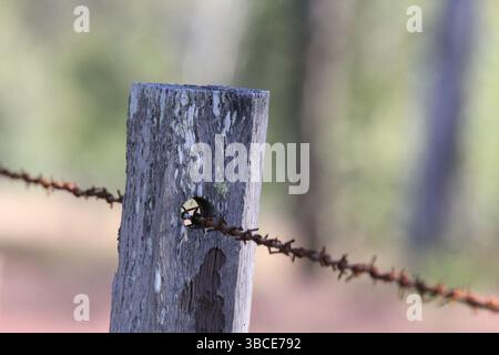 Close up of a wooden post and barbed wire fence Stock Photo