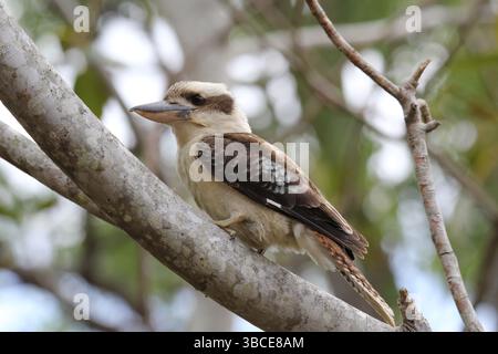 Laughing kookaburra bird sitting in a tree in Australia Stock Photo