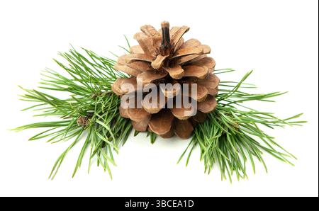 Pine branches with cones in a natural New Year's composition, isolated on white with shadow in a detailed close-up view. Stock Photo