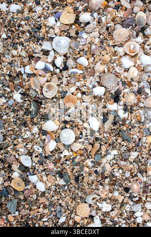 Close-up of shells and small tones, rocks and pebbles on the shoreline of a beach. Seaside coast background concept. Stock Photo