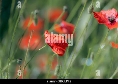 A close-up shot of vibrant red poppy blossoms with glistening raindrops on a soft focused blurred green background in a field. Stock Photo