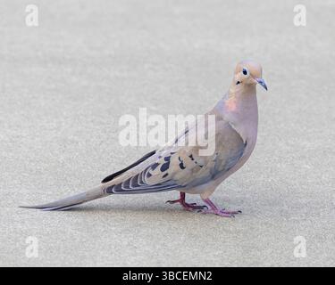 Mourning Dove adult standing on the ground. Cupertino, Santa Clara County, California, USA. Stock Photo
