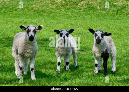 Three lambs in a field near Muker, Swaledale, Yorkshire Dales, North Yorkshire Stock Photo
