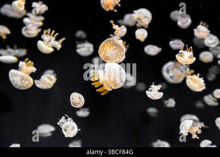 Group of spotted jellyfish drifting slowly in dark water. Glowing bells and gentle movement in the deep sea Stock Photo