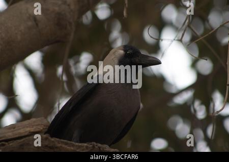 Indian House Crow (Corvus splendens) on the branch of a tree isolated on a natural background Stock Photo