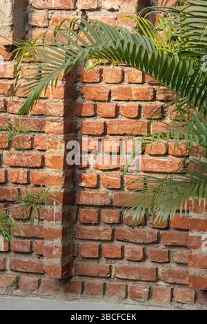 red wall made from hand made bricks with tropical plant in the Sundarbans near Kolkata, India Stock Photo