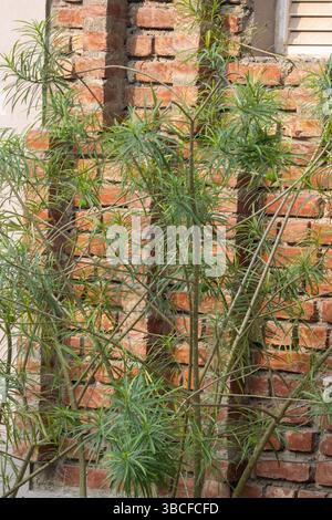 red wall made from hand made bricks with tropical plant in the Sundarbans near Kolkata, India Stock Photo
