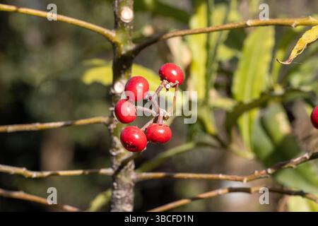 single male Rhesus macaque (Macaca mulatta) monkey  in Darjeeling, India Stock Photo