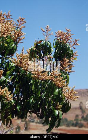 Ceylon Cinnamon Tree, Cinnamomum verum (Cinnamomum true cinnamon tree (Cinnamomum verum), Ceylon Cinnamon Tree, Madagascar, Africa Stock Photo