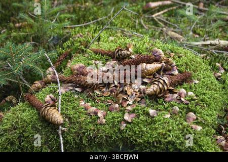 Spruce cones eaten by Red Squirrel (Sciurus vulgaris), Bavaria, Germany (Picea abies) Stock Photo