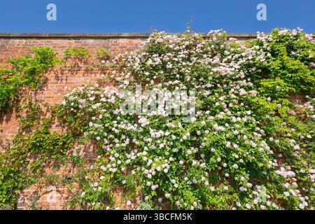Blush pink climbing rose against old red brick wall. Stock Photo