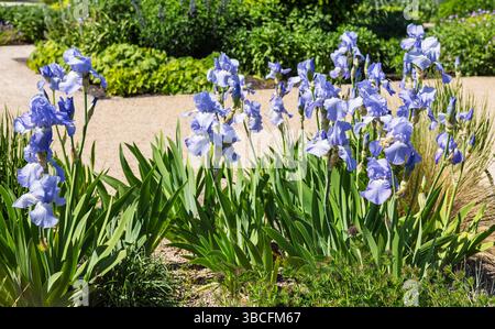 Flowering pale blue iris plants in a garden. Stock Photo