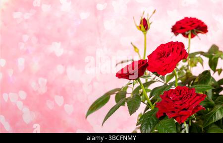 Vibrant red roses are beautifully arranged, showcasing their lush petals and green leaves against soft pink background with heart shaped bokeh effect, Stock Photo