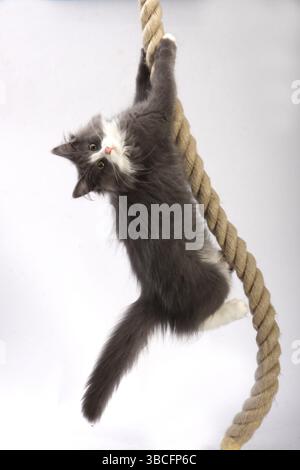Norwegian Forest Cat, kittens, 14 weeks, rope Stock Photo