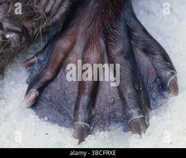 European Beaver (Castor fiber), webbed hind-foot. Sweden Stock Photo ...