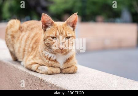 A ginger cat resting on a stone ledge in 7th of June Park (Parque 7 de Junio), Miraflores, Lima Stock Photo