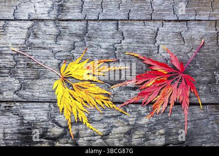 Yellow and red autumn maple leaves together on black burnt wood Stock Photo